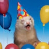 YouNow profile picture for @Ferrets