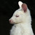 YouNow profile picture for @Wallaby