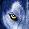 YouNow profile picture for @lonewolf26