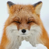 YouNow profile picture for @Sled