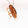 YouNow profile picture for @Bedbug