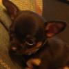 YouNow profile picture for @Chihuahua
